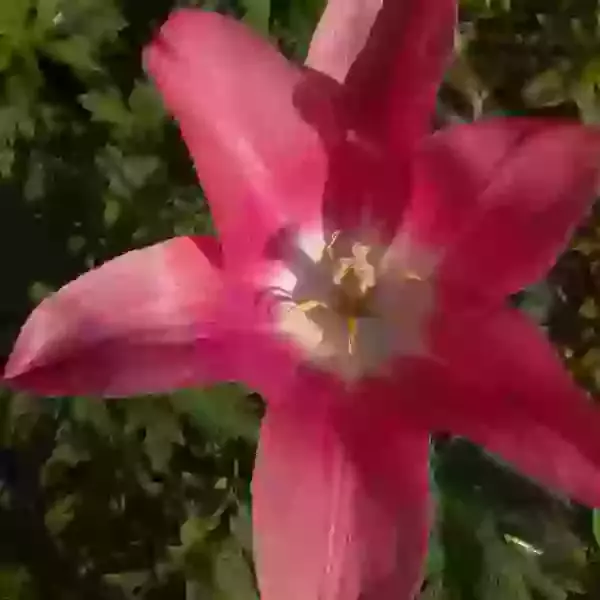 Mariette (lily flowered)